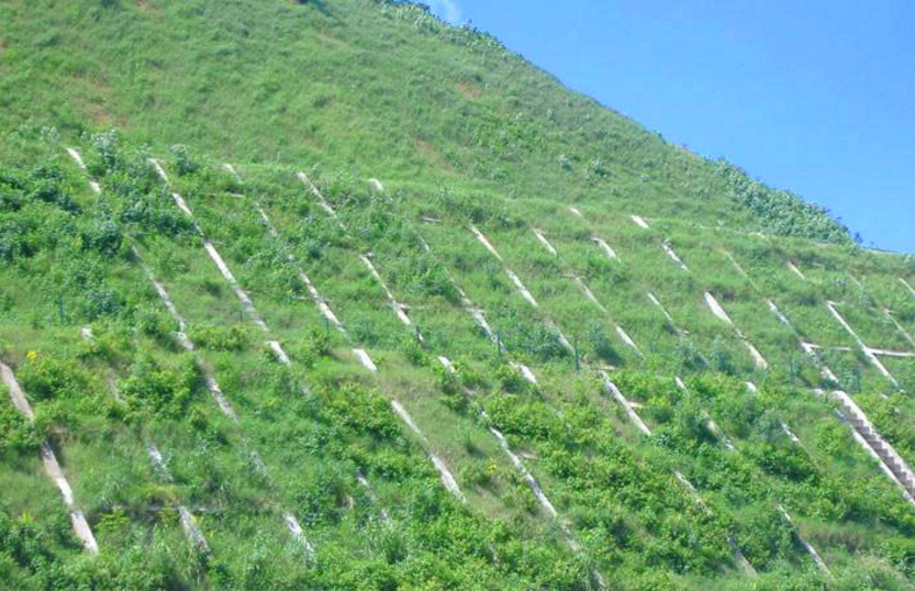 生態(tài)護坡技術的應用案例